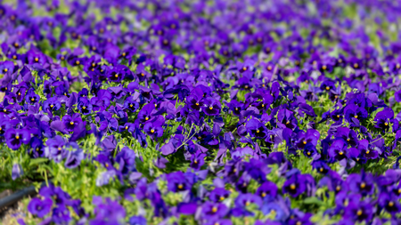 Purple garden pansy at springtime in the gardenの写真素材