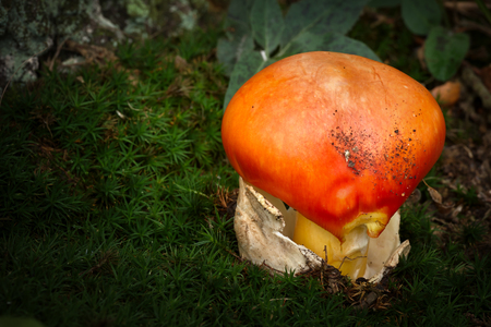 Close up of red caesar mushroom in the autumn forestの写真素材