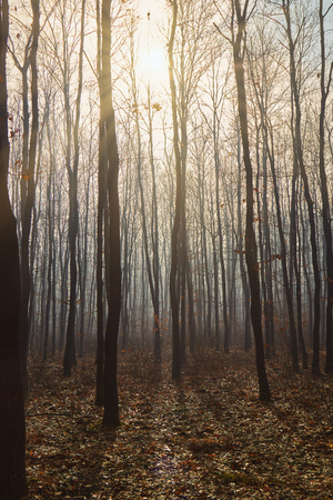 Foggy day in a oak forest in autumn time in Hungaryの写真素材
