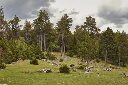 Mountain pine tree in a Spanish Pyreneesの写真素材