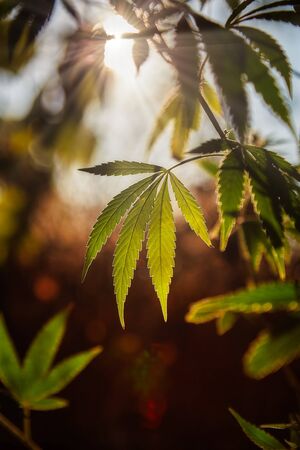 Cannabis plant with sunlight on the meadowの写真素材