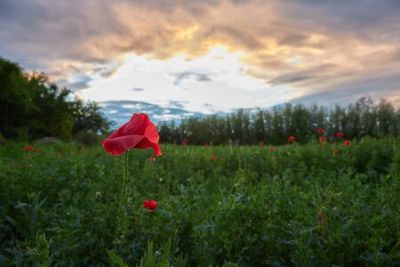 Springtime photo in a meadow with poppy flowers at evening timeの写真素材