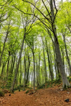 Nice pathway on the forest, Garrotxa Volcanic Zone Natural Parkの写真素材