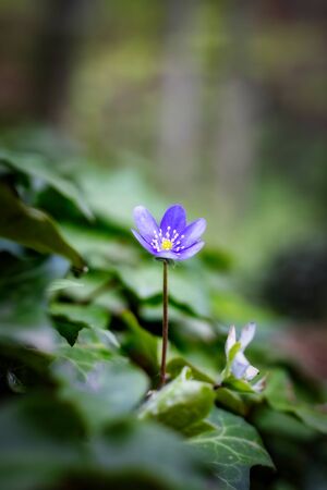 Common hepatica (Anemone hepatica) flower on the forest in springの写真素材