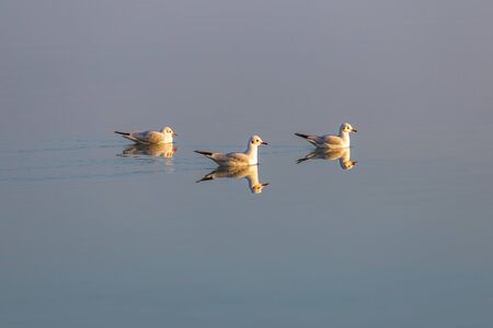 Three Black-headed Gull resting on the lake in sunset lightの写真素材