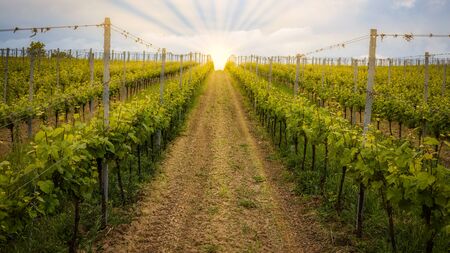Beautiful rows of grapes before harvesting