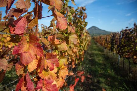 Beautiful rows of grapes in autumn time in Hungaryの写真素材