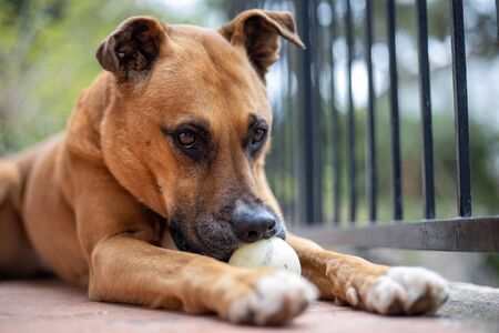 Brown dog playing and look at the cameraの写真素材