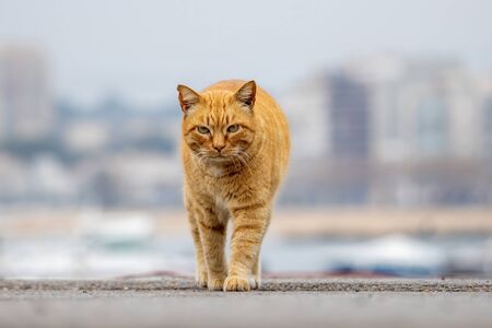 Striped red domestic cat walks to face, selective focus