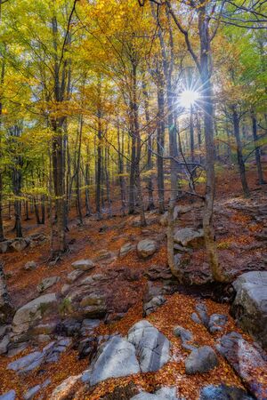 Nice beech forest in autumn with sun in Spain, mountain Montsenyの写真素材