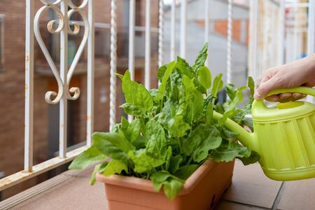 Small vegetable garden on the balcony in a flower box with sorrel plantsの写真素材