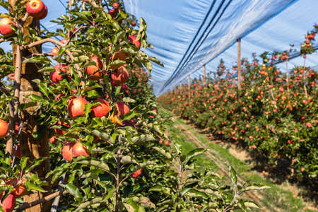Abundant apple harvest on a Spanish apple orchardの写真素材