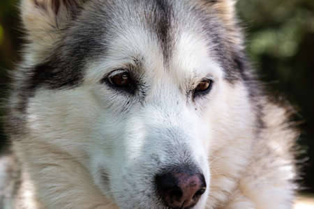 Close up of cute white and grey husky dog , portraitの写真素材