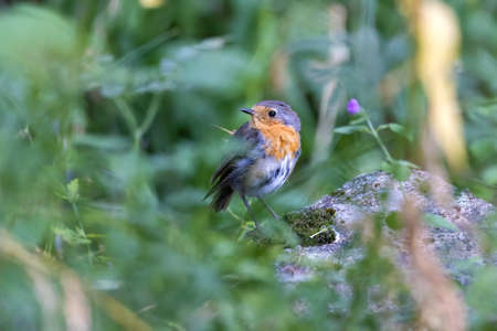 Small European robin (Erithacus rubecula) is hiding in the spring forest