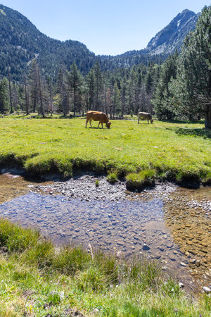 The beautiful Aiguestortes i Estany de Sant Maurici National Park of the Spanish Pyrenees mountain...