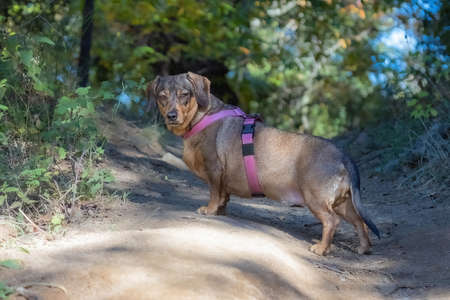 Small dachshund posing on a forest road in a sunny dayの写真素材