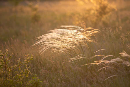 Close up of the stipa plant in the wonderful sunset light