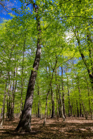 Green oak forest in spring timeの写真素材