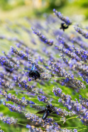 Bumblebee on lavender flowers in the garden. Selective focus.