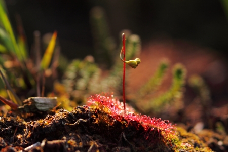 Sundew in Emsdettener Venn - MÃ¼nsterの写真素材
