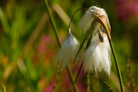 Leaved cotton grass in Emsdettener Venn - Eriophorum angustifoliumの写真素材