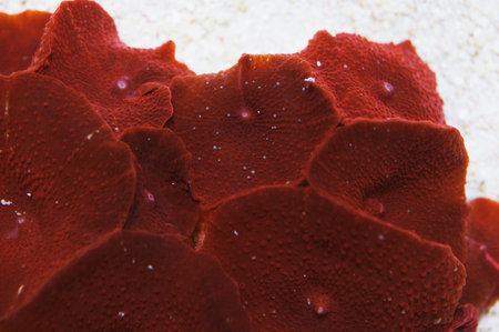 Deep Red Mushroom Rock, Actinodiscus sppの写真素材