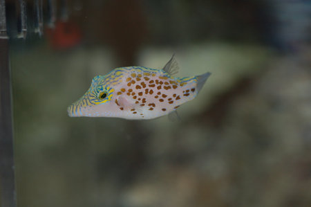 Leopard Toby Puffer ( Canthigaster leopard)の写真素材