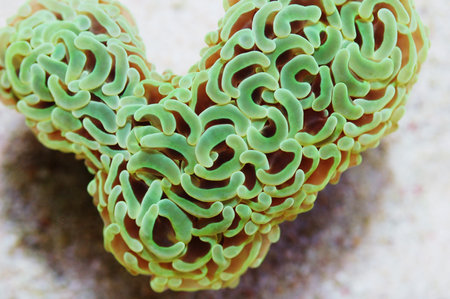 Heart Shaped Metallic Green Wall Hammer Coral, Euphyllia ancoraの写真素材