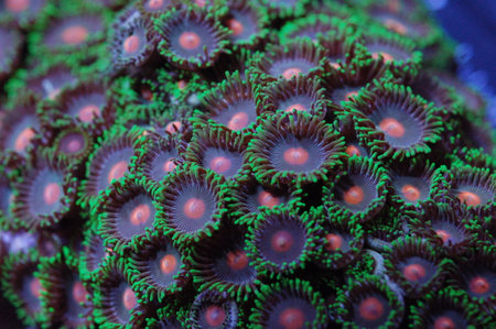 Orange Spot-Green Fringe Purple Zoanthids - Zoanthusの写真素材