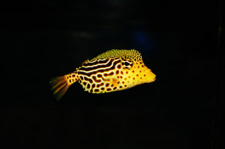 Scribbled Boxfish - Female - Ostracion solorensisの写真素材