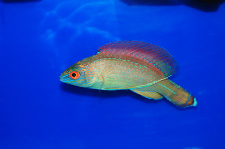 Pyle's Fairy wrasse (Blue Margin) - Cirrhilabrus pyleiの写真素材