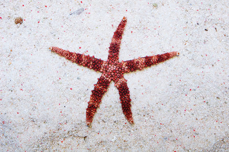 TriColored Jewel Starfish, Nardoa spp