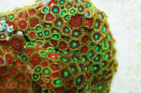 Eagle Eye and Dragon Eye Zoanthid Rock, Zoanthus spp