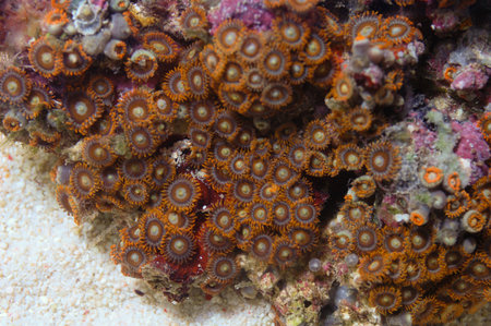 Super Orange Bullseye Zoanthid, Zoanthus sppの写真素材
