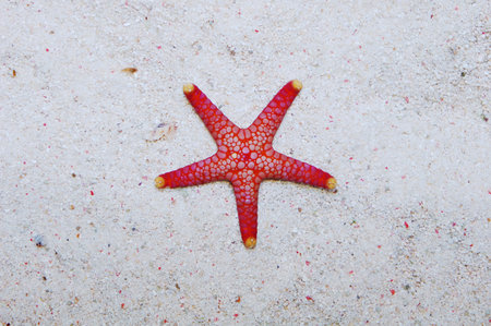 Colored Tile Star, Fromia sppの写真素材