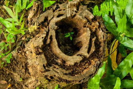 New Life in an Old Hollowed Out Stump, Maui, Hawaiiの写真素材