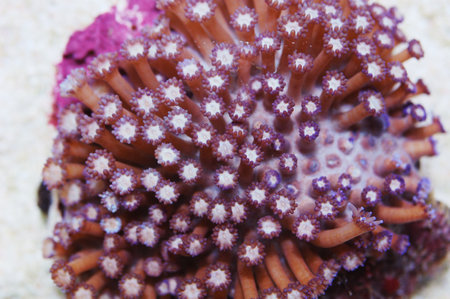 Purple Flower Pot Coral, Goniopora spp