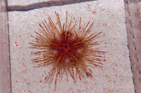 Red Long Spine Urchin - Astropyga radiataの写真素材