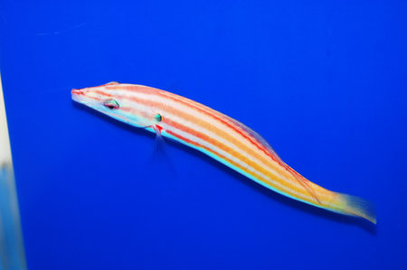 Candy Stripe Hogfish - Bodianus sepiacaudusの写真素材