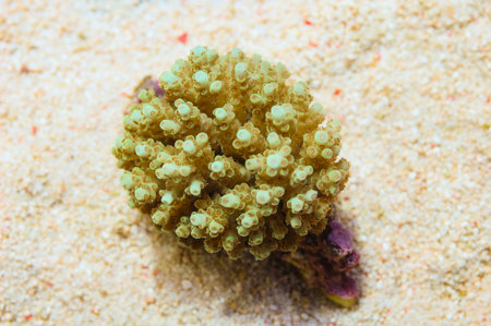 Neon Green Bushy Acropora - Acropora spp