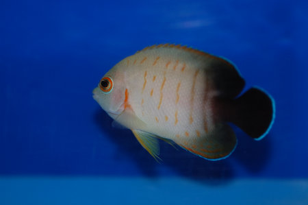 Eibls Angelfish  Orangelined Angelfish (Centropyge eibli)