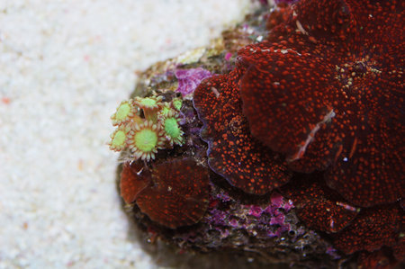 Red Spotted Red Mushroom Rock with Green Flower Pot Coral, Actinodiscus spp, Goniopora sppの写真素材