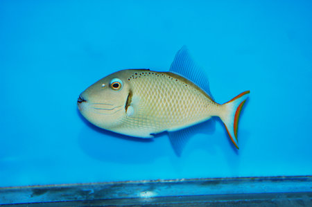 Kiribati Crosshatch Triggerfish - Xanthichthys greenei