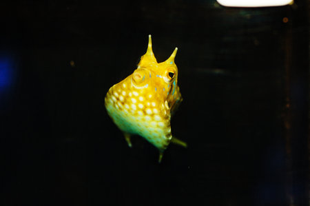Thornback Cowfish - Lactoria penthacantha