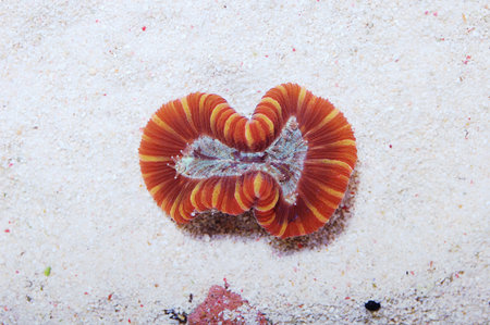 Red Open Brain Coral, Trachyphyllia geoffroyi