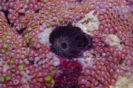 Burrowing Fine Spine Urchin In Awesone Giant Assorted Colored Zoanthid Rock, Echinostrephus molaris...