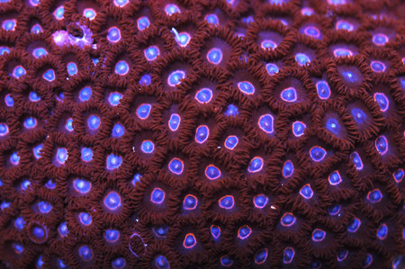 Ultra Bright Pink Bullseye Zoanthids, Zoanthus spp