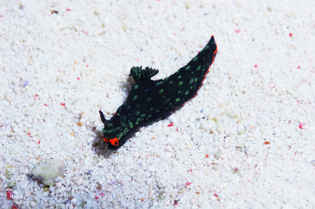 Cristate Nudibranch, Nembrotha cristataの写真素材