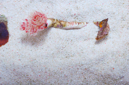 Red and White Coco Worm, Protula bispiralisの写真素材