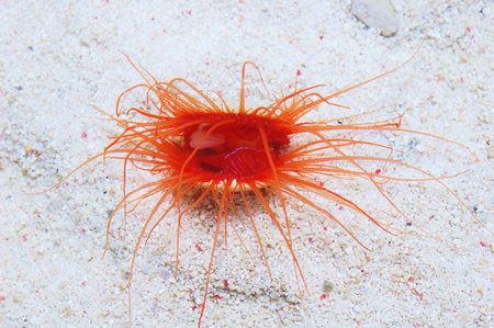 Electric Eye Scallop, Limaria spp